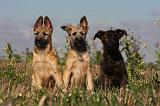 BOUVIER DES ARDENNES 219